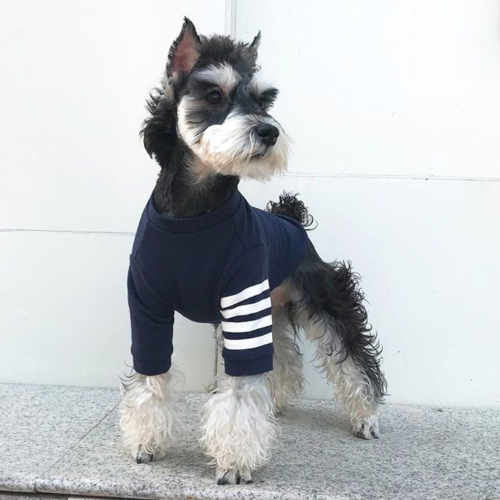 (해외) 봄 가을 작은 강아지옷 스트라이프 무늬 편한 티셔츠 강아지 고양이